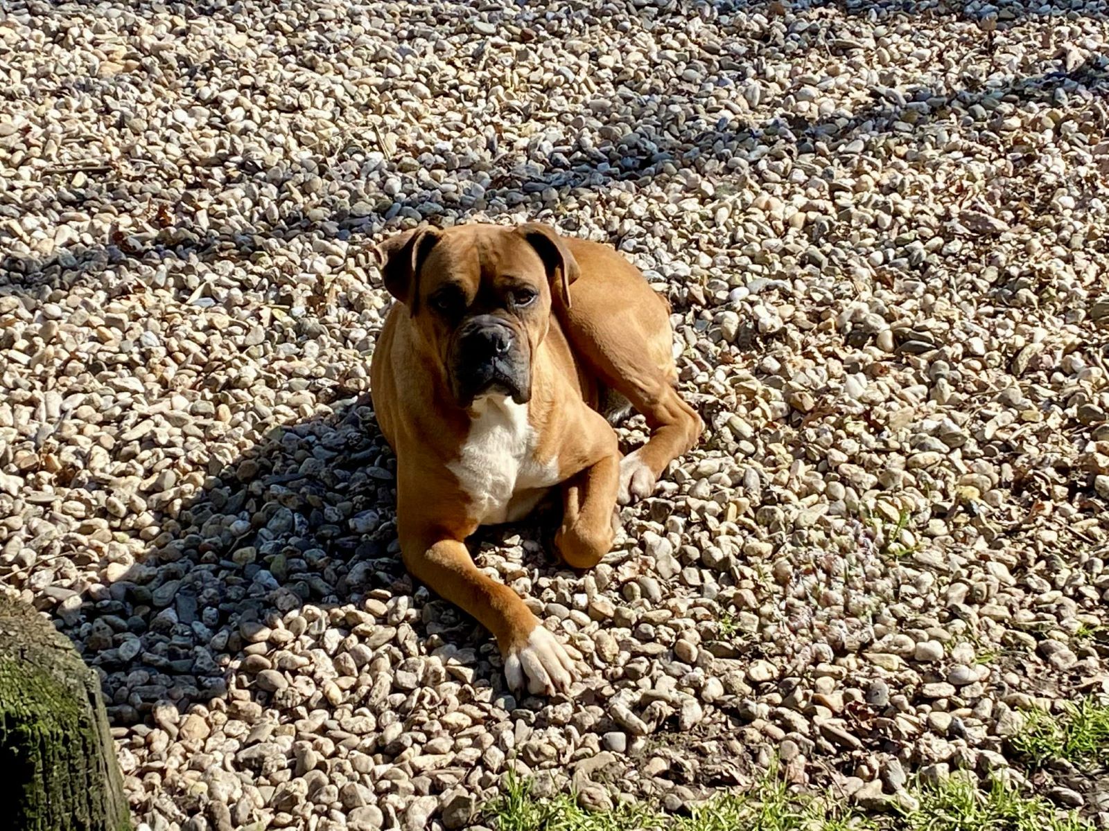 Boxer
