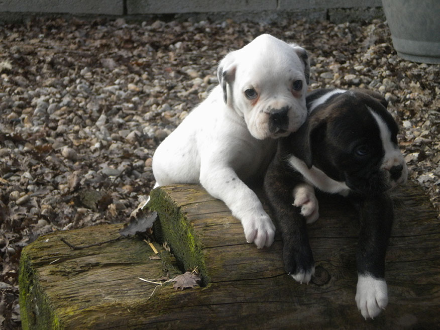 Elevage de Boxer