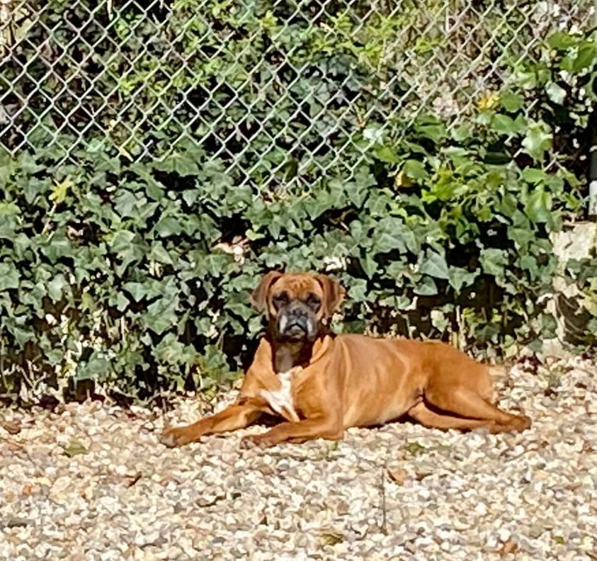 Elevage de Boxer
