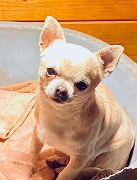 Chihuahua