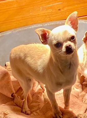 Chihuahua