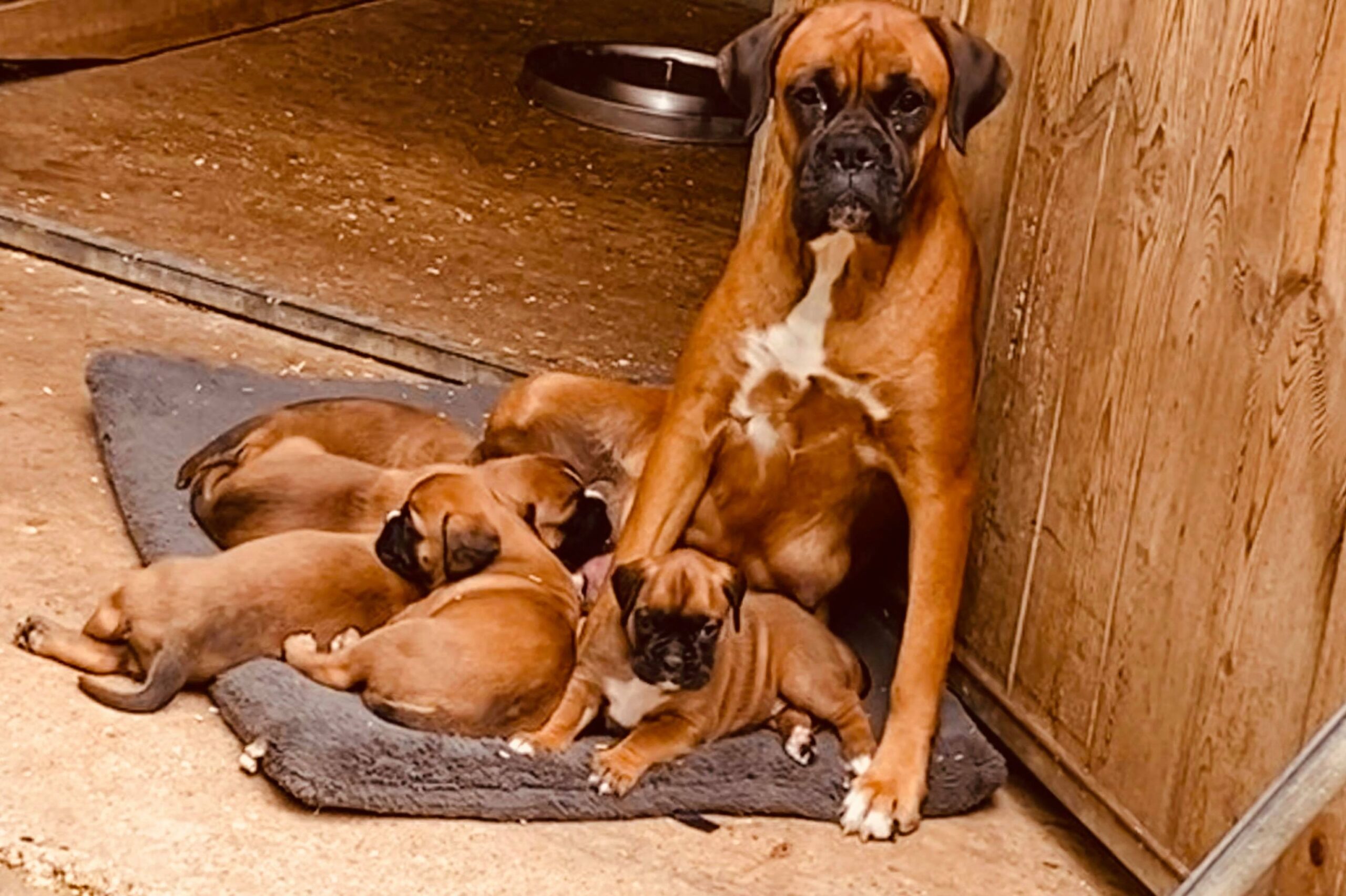 Elevage de Boxer
