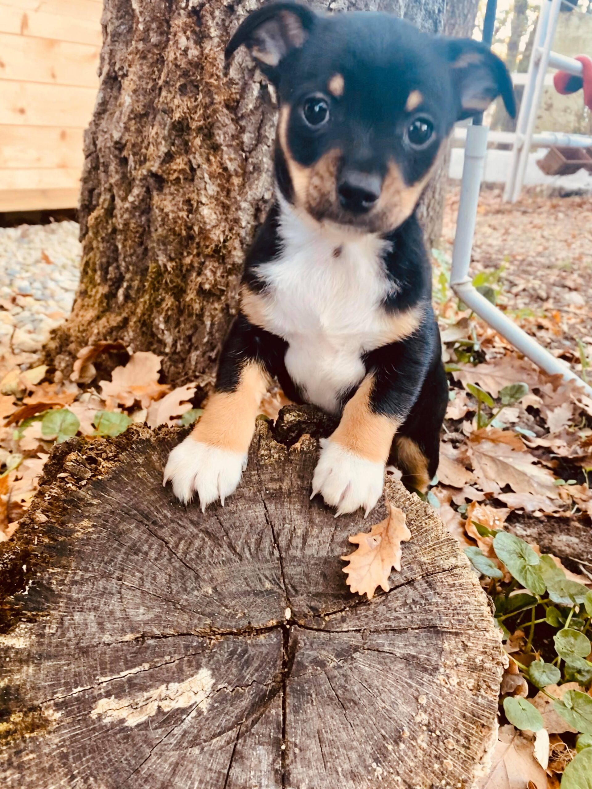 Chiot chihuahua 2020