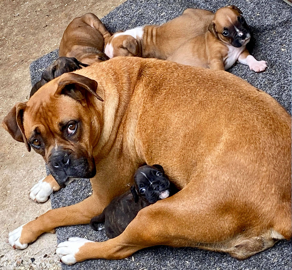 Elevage de Boxer