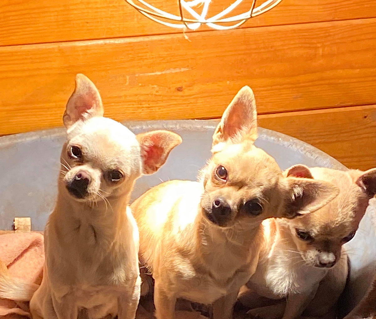 Chihuahua