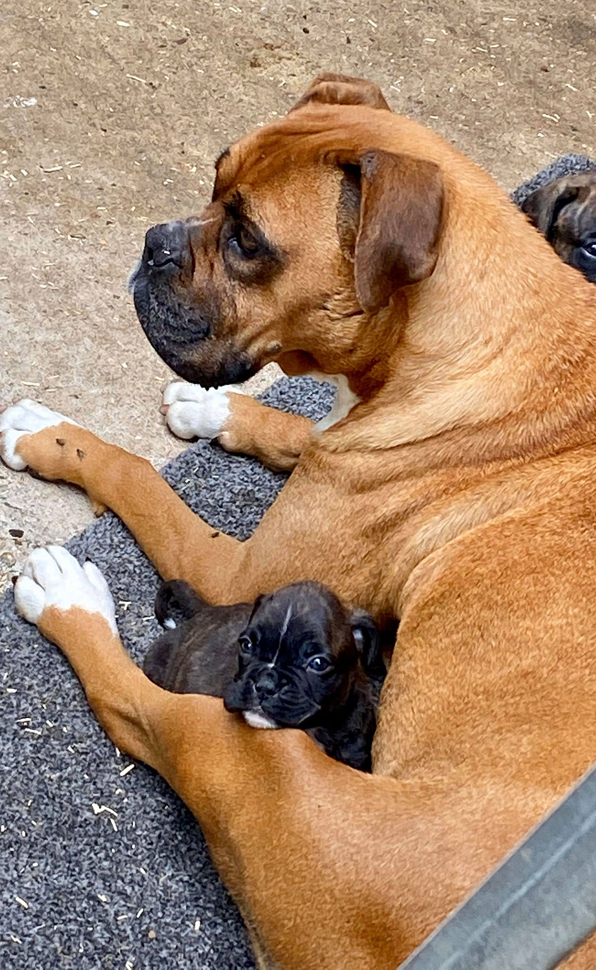 Elevage de Boxer