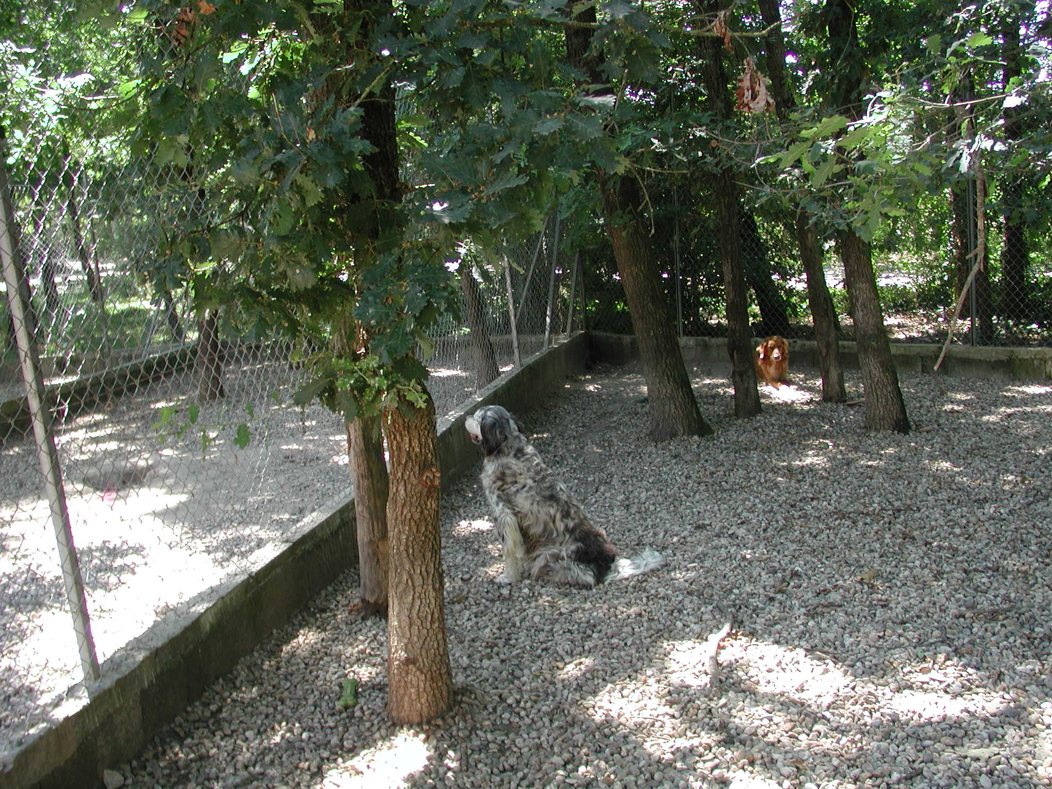 Pension de chiens