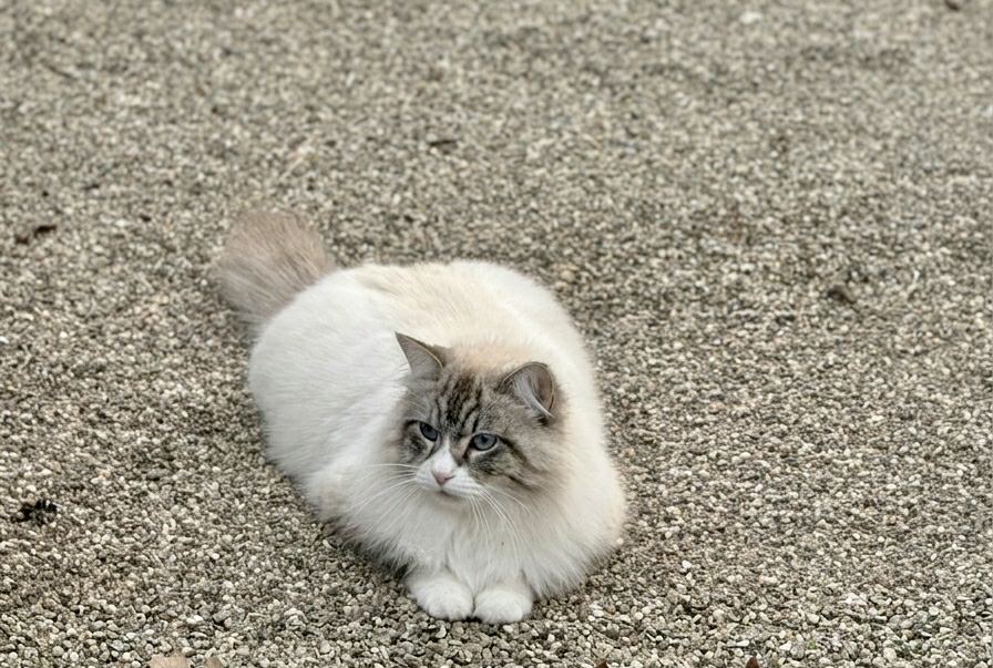 Pension pour chat