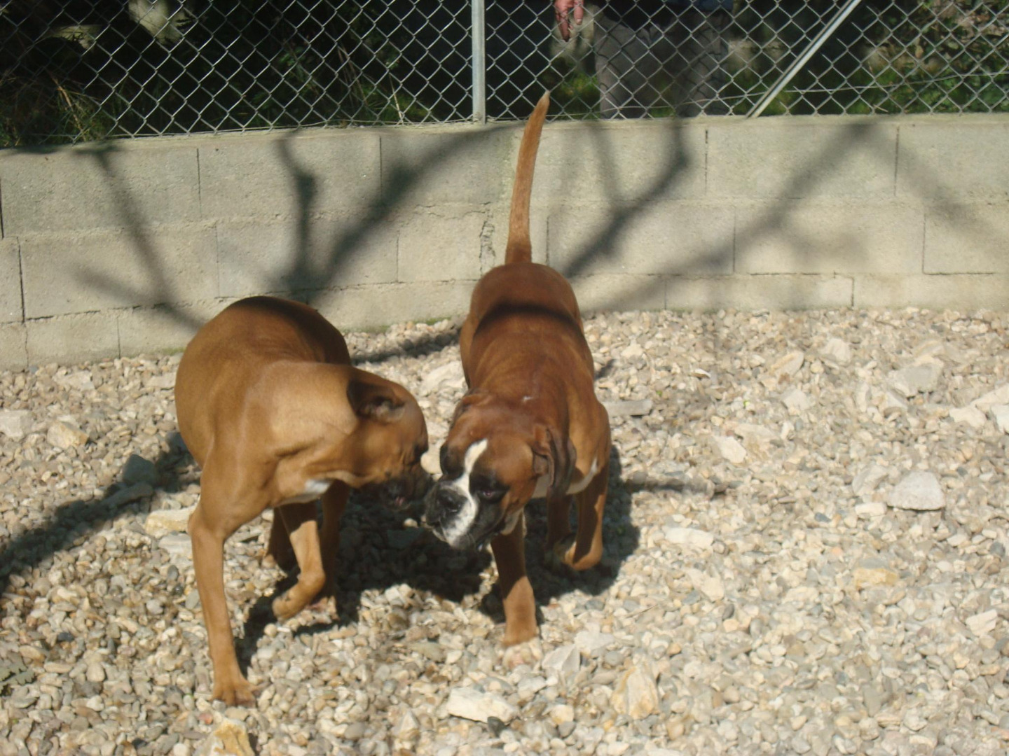 Elevage de Boxer