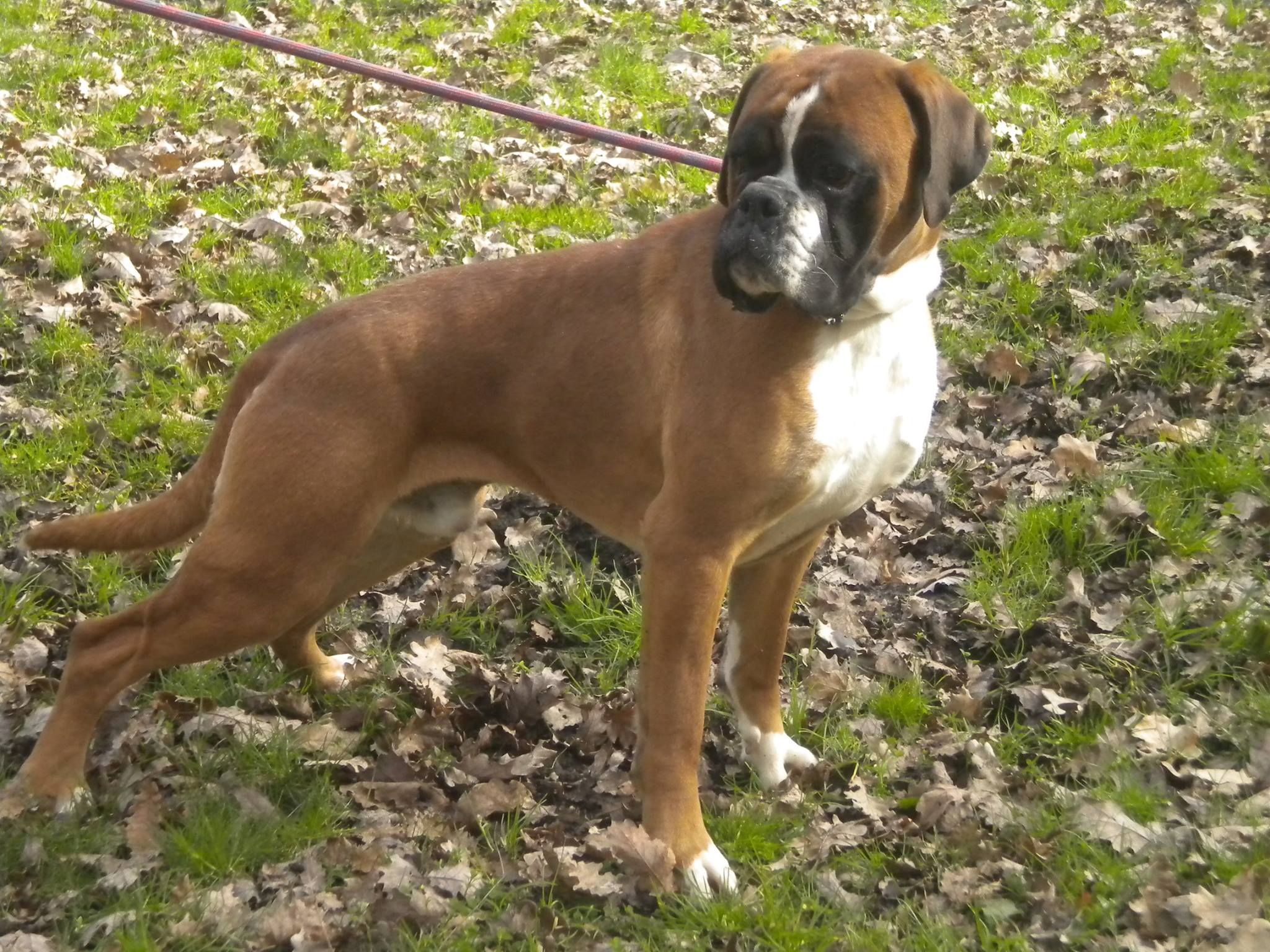 Elevage de Boxer