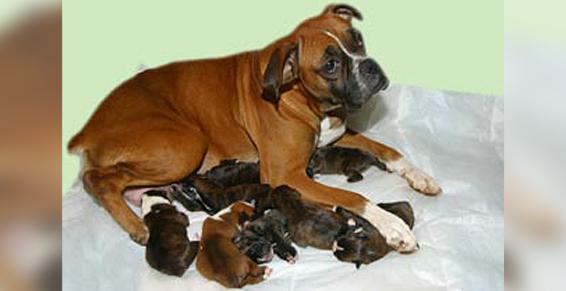 Elevage de Boxer