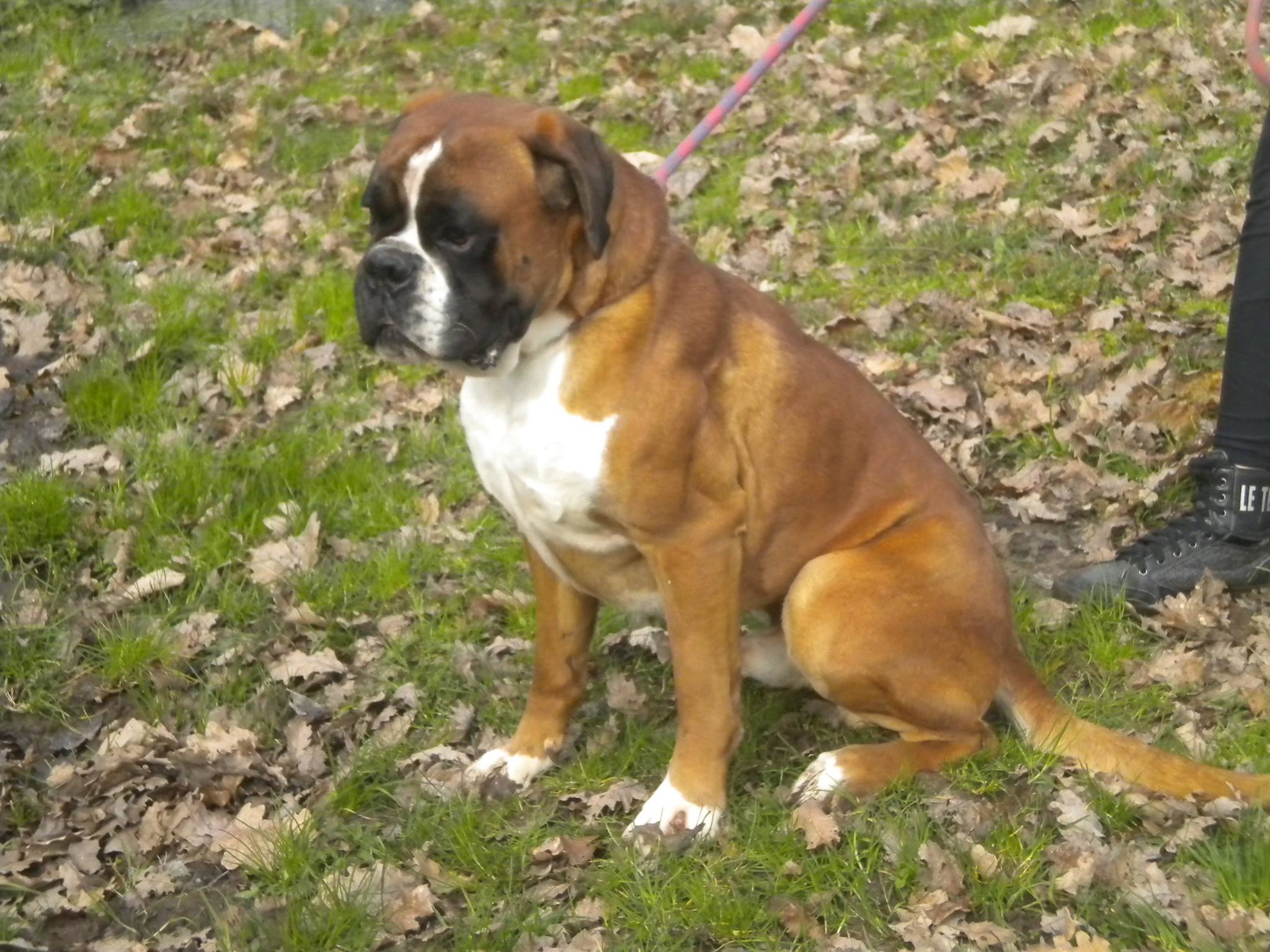 Elevage de Boxer