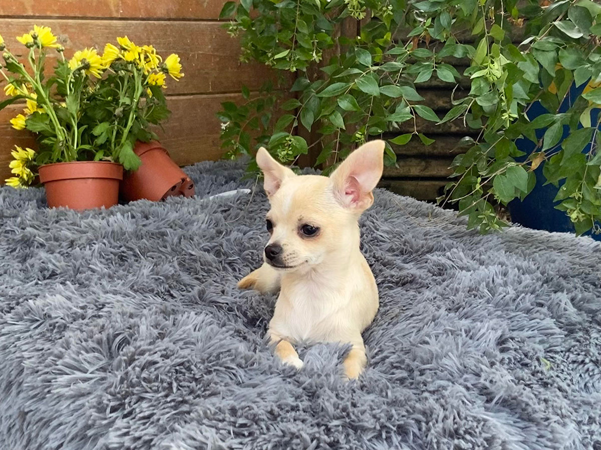 Chihuahua