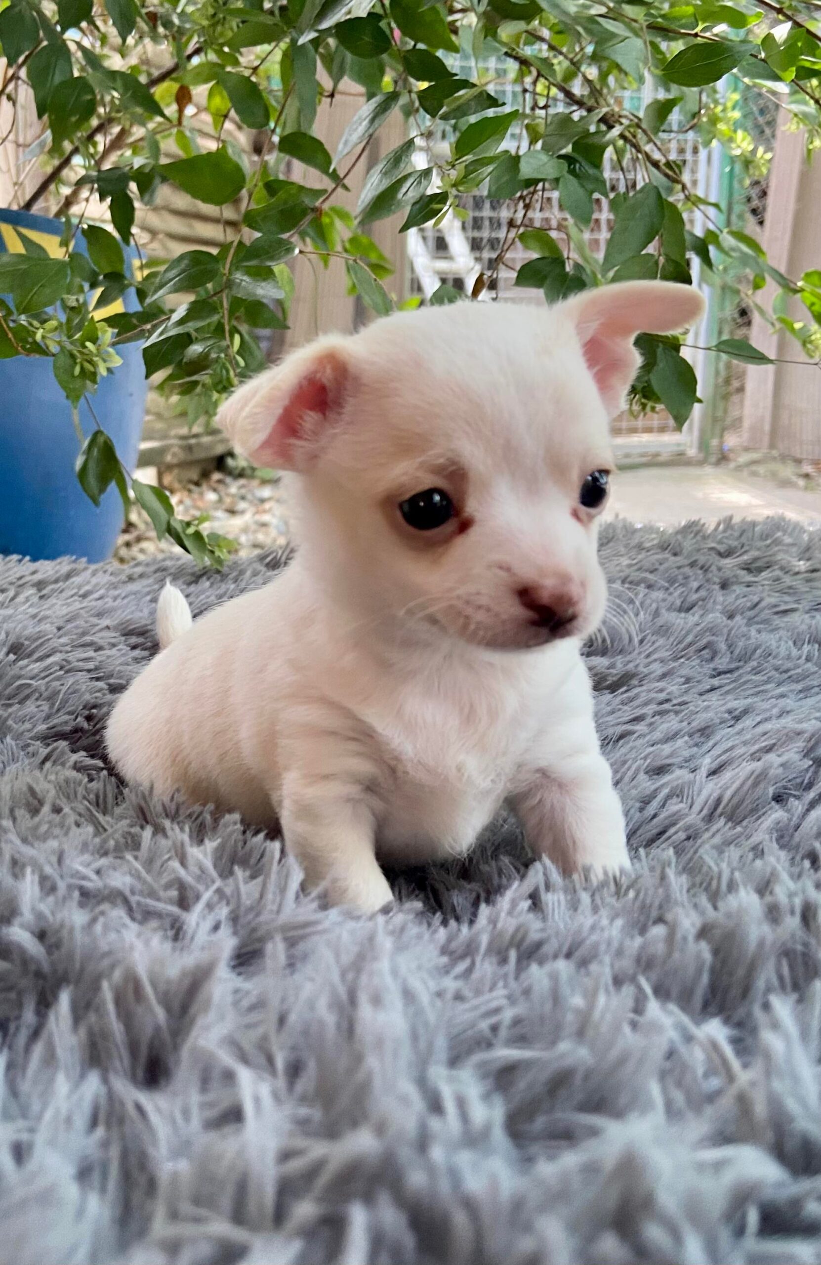 Chihuahua
