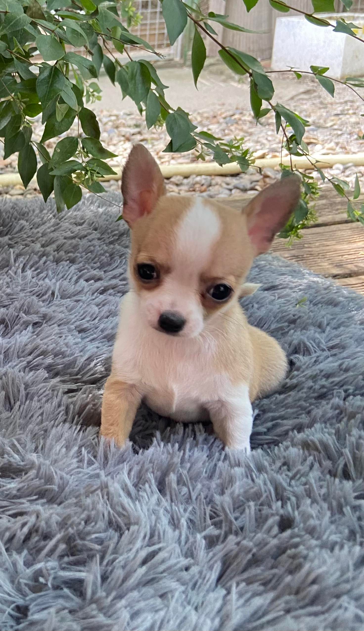 Chihuahua