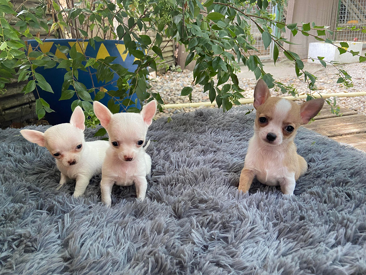 Chihuahua