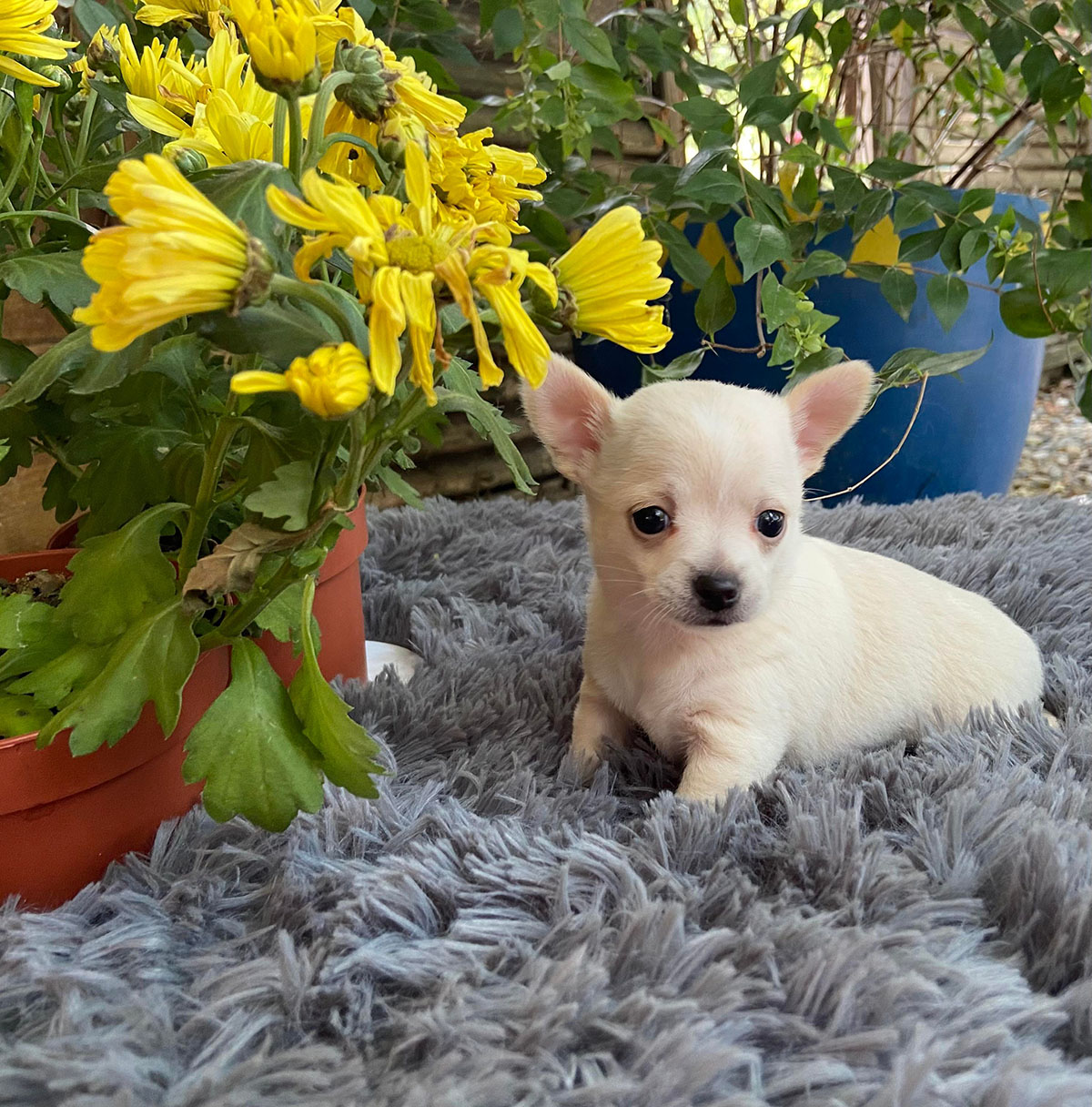 Chihuahua