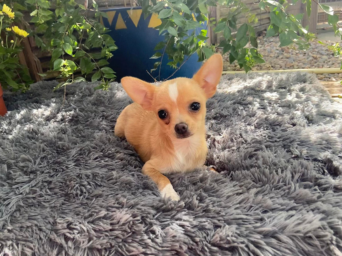 Chihuahua