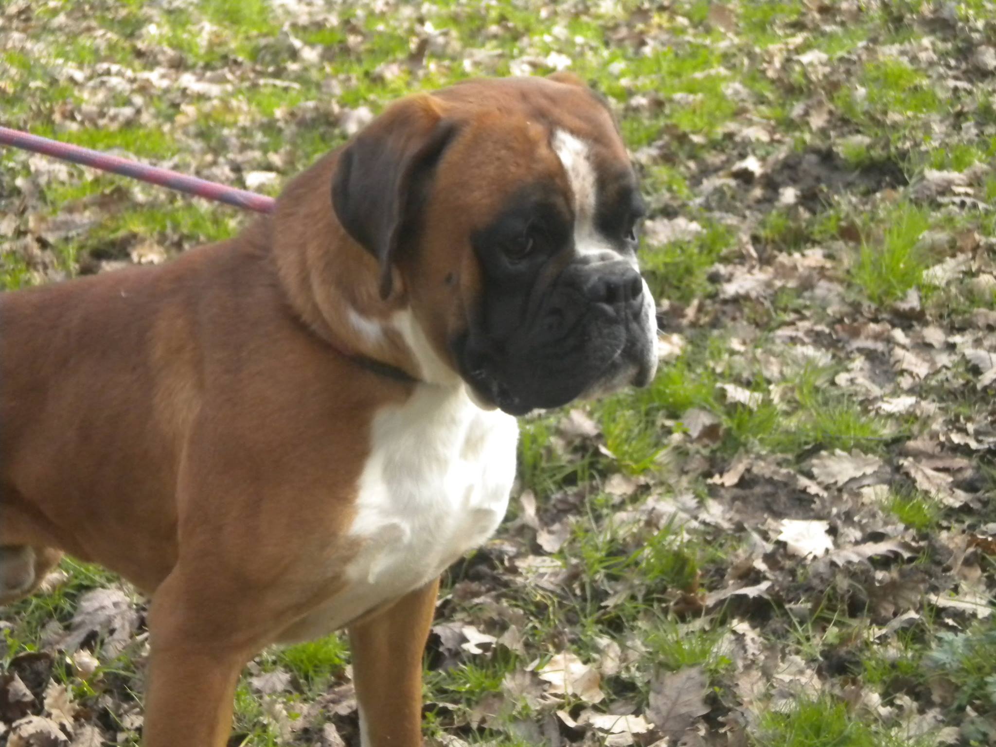 Elevage de Boxer