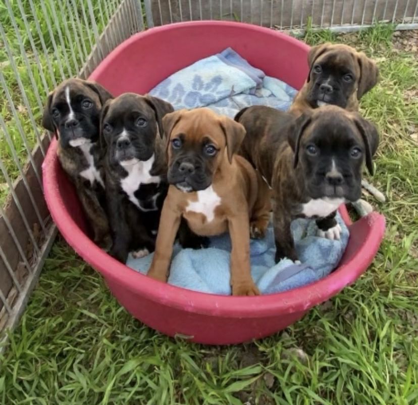Boxer chiot