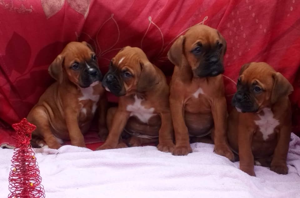 Elevage de Boxer