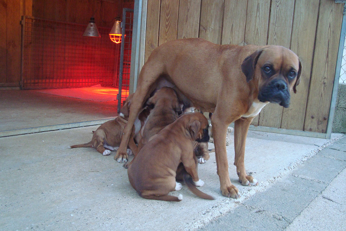 Elevage de Boxer