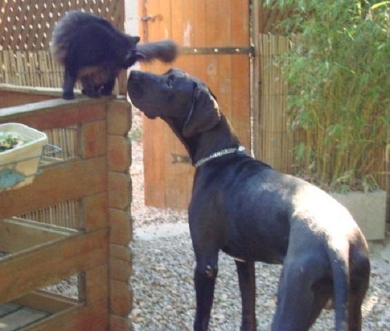 Elevage de Boxer