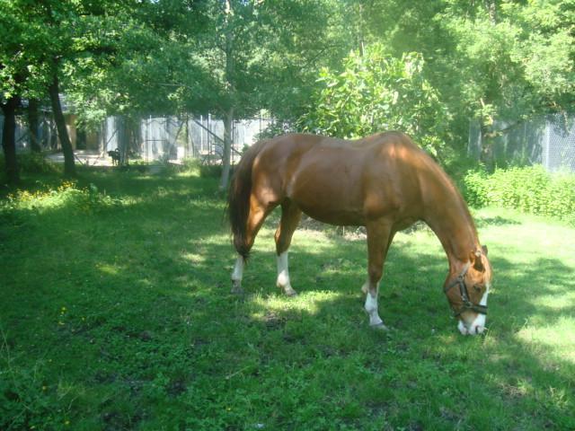Entraînement de chevaux de sport CSO