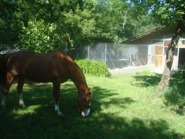 Entraînement de chevaux de sport CSO