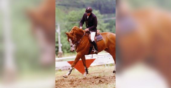 Entraînement de chevaux de sport CSO