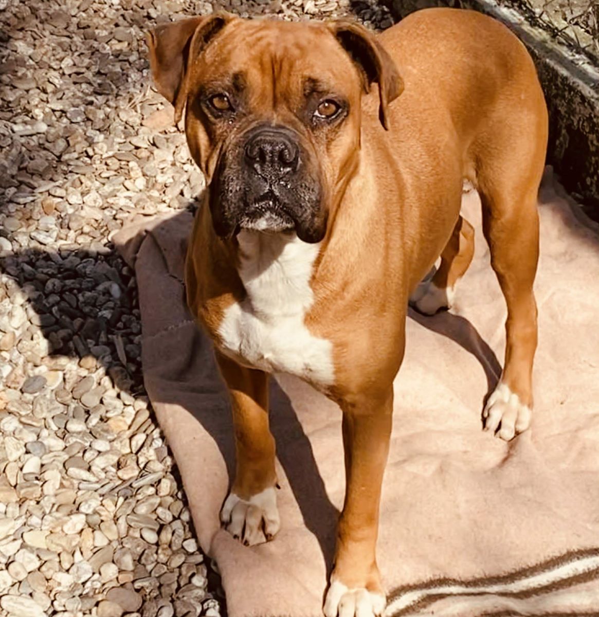 Boxer