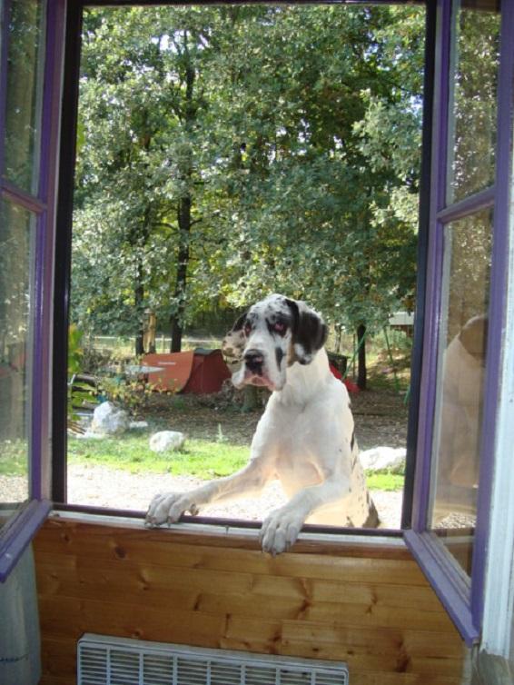 Elevage de Boxer
