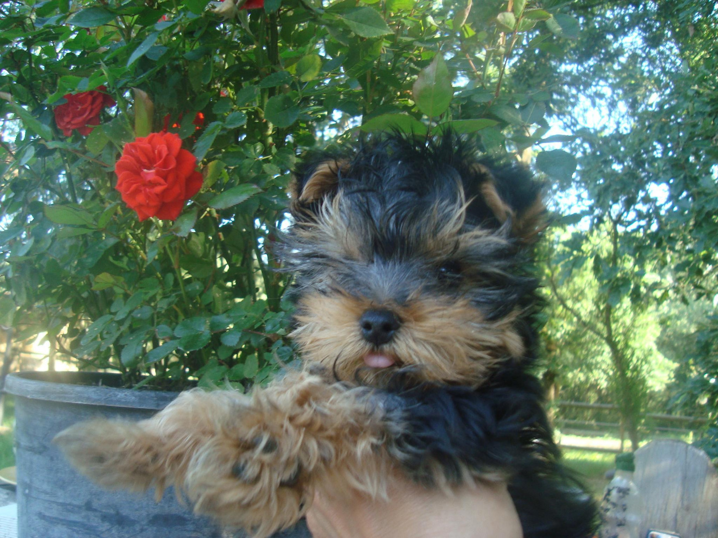 Elevage de Yorkshire Terrier