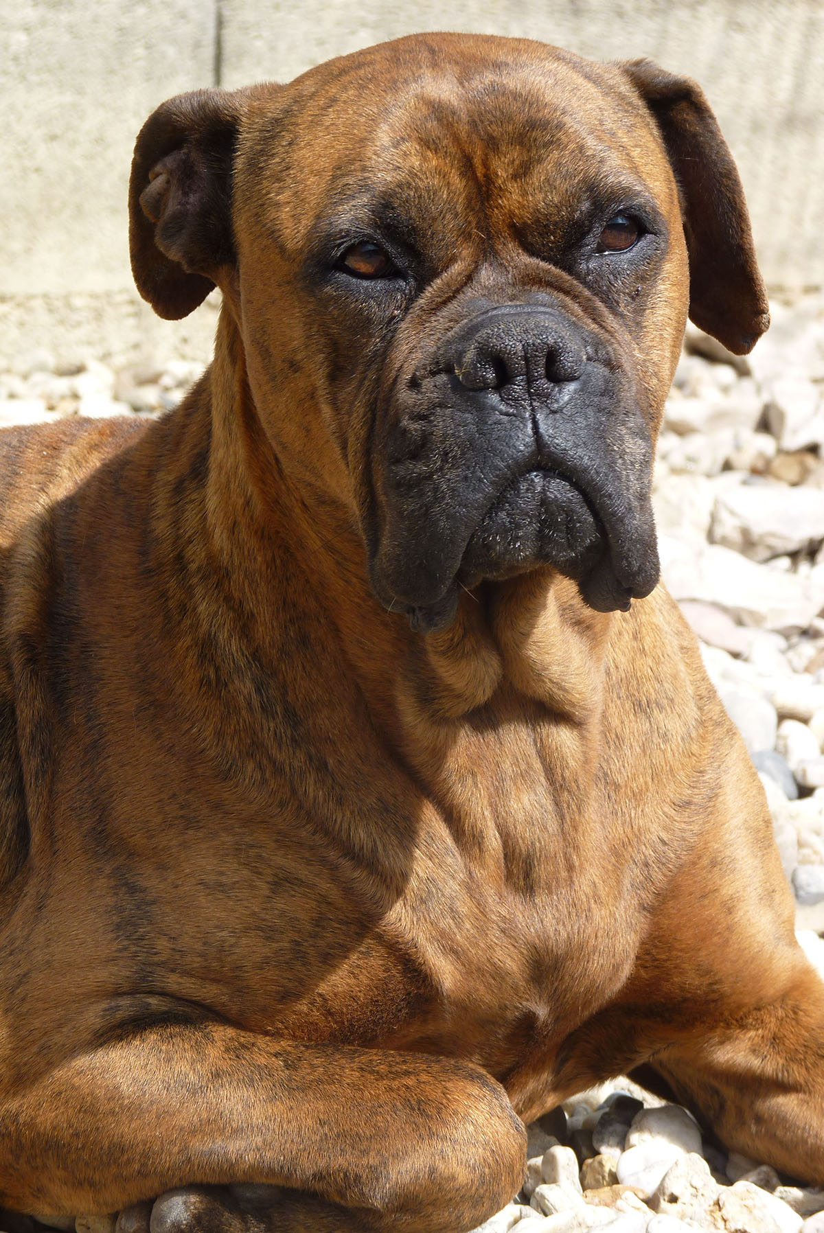 Elevage de Boxer