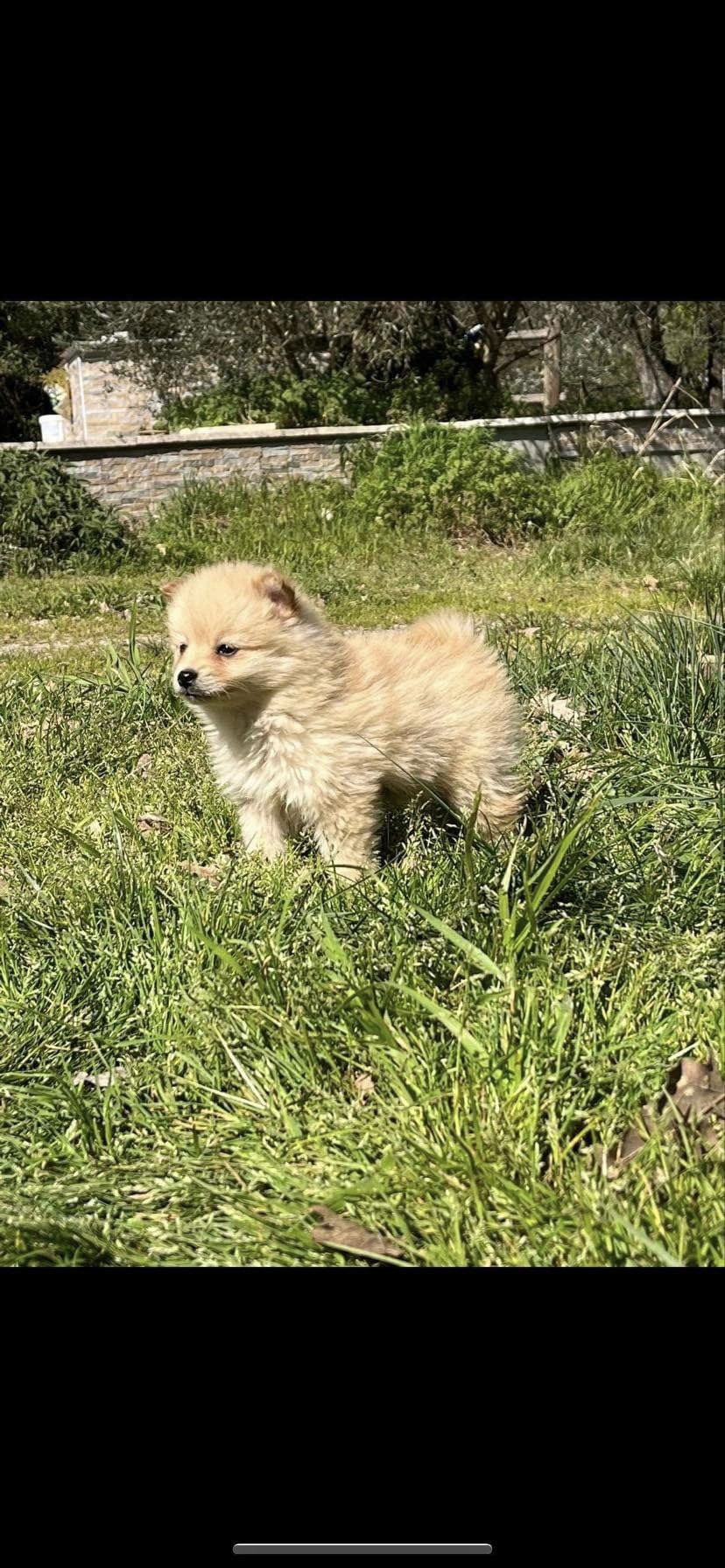 Spitz