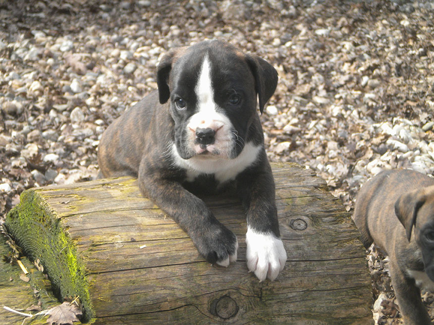 Elevage de Boxer