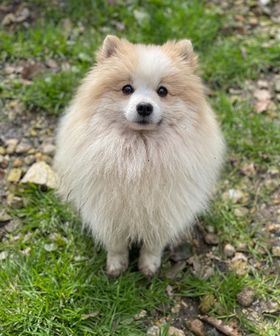 Cacahuète spitz M