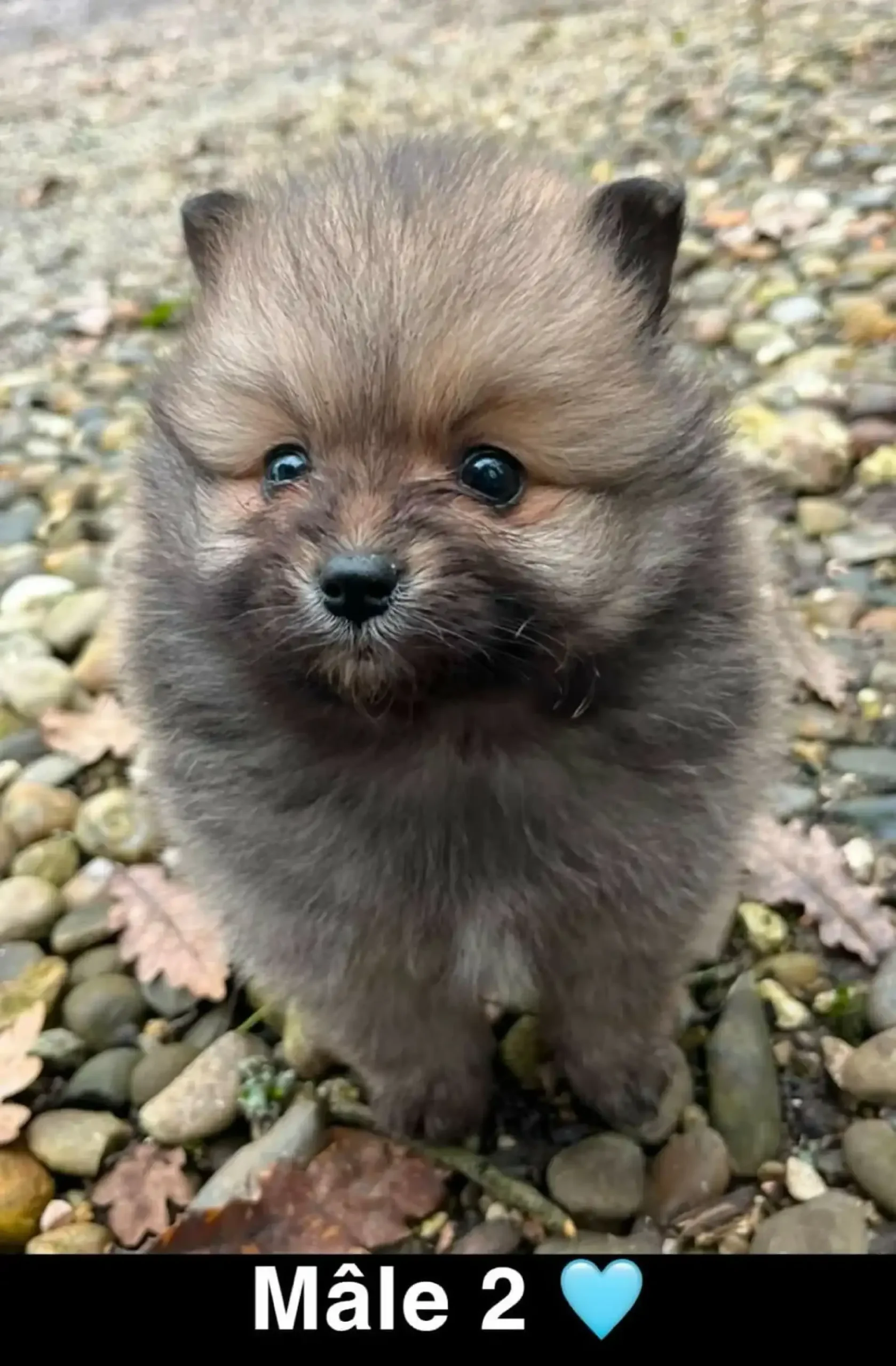 Chiots-spitz-portee-de-treffle-male