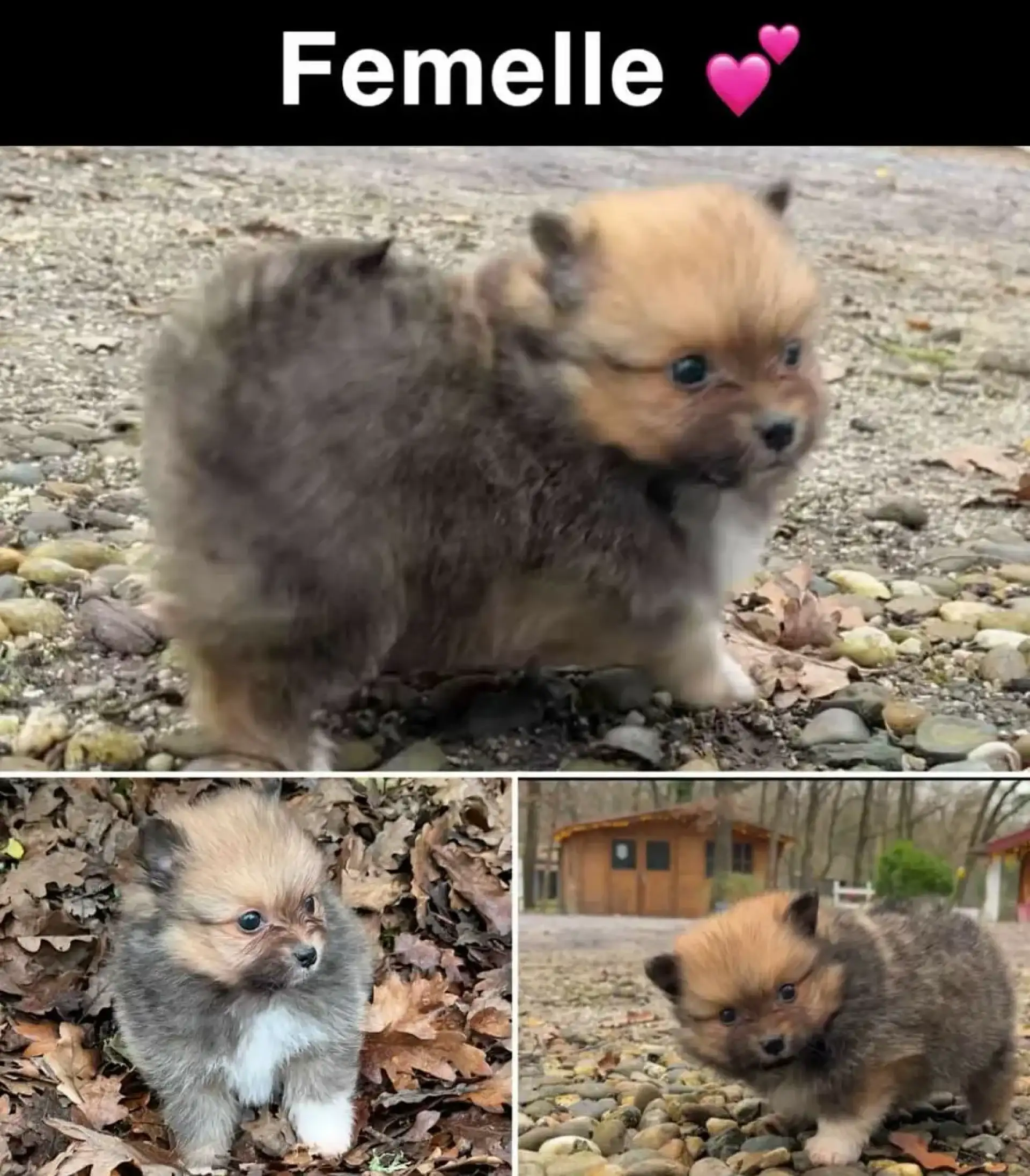 Chiots-spitz-portee-de-treffle