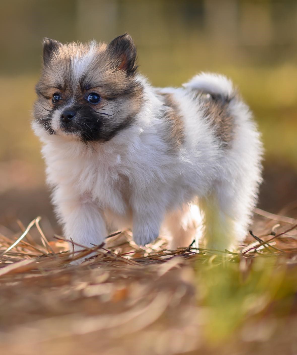 Spitz Allemand