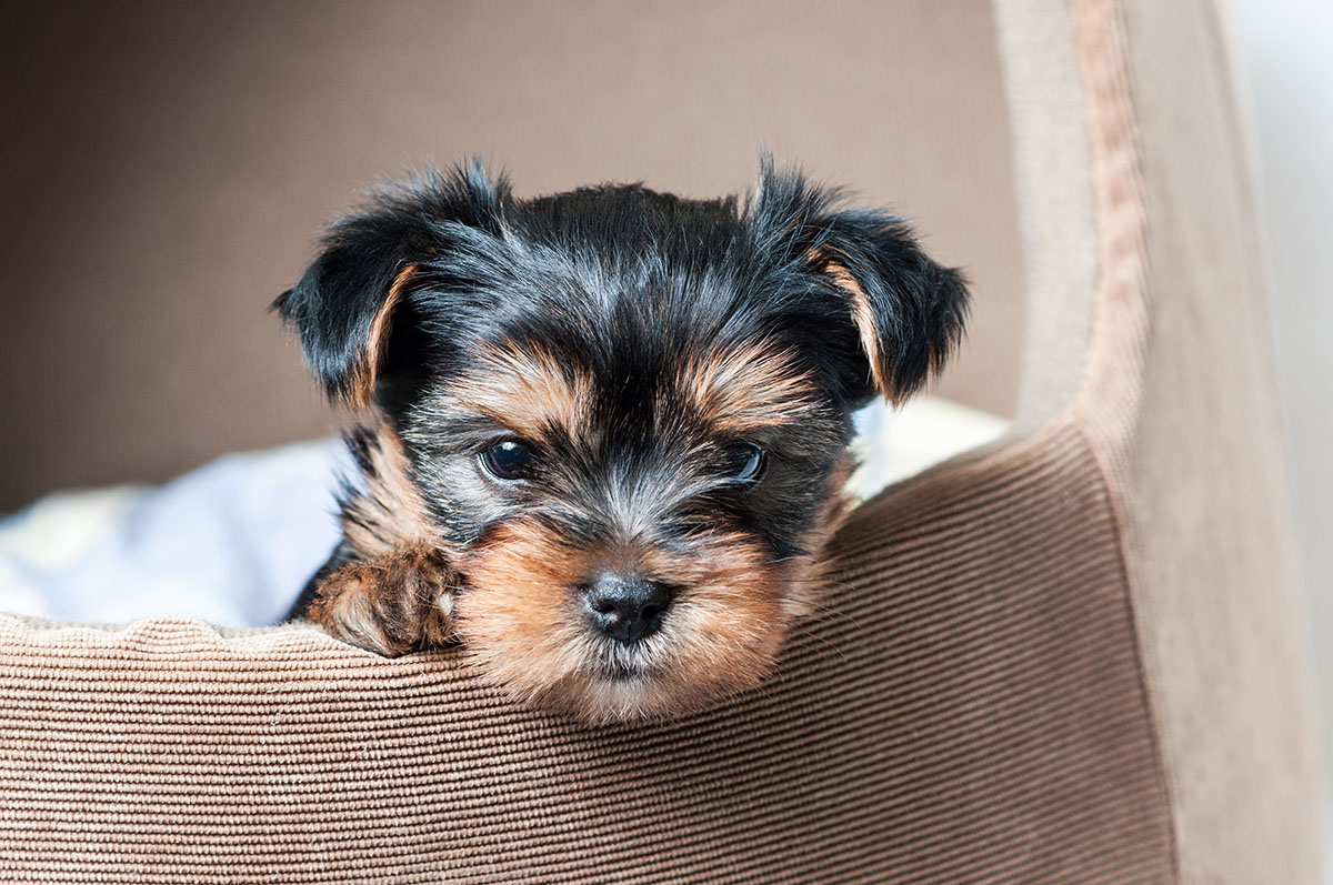 Elevage de Yorkshire Terrier