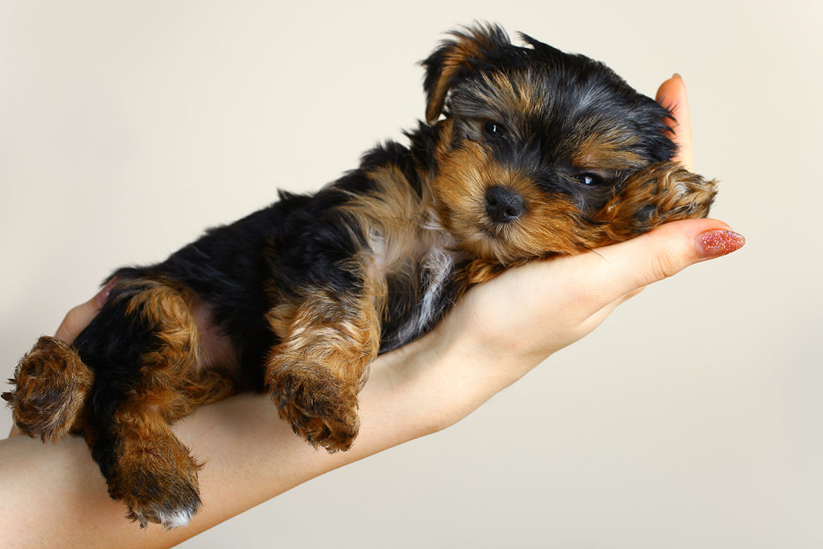 Elevage de Yorkshire Terrier