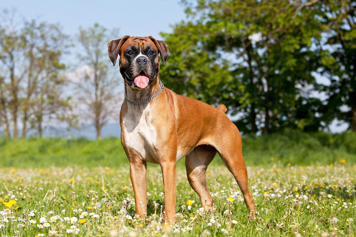 Elevage de Boxer