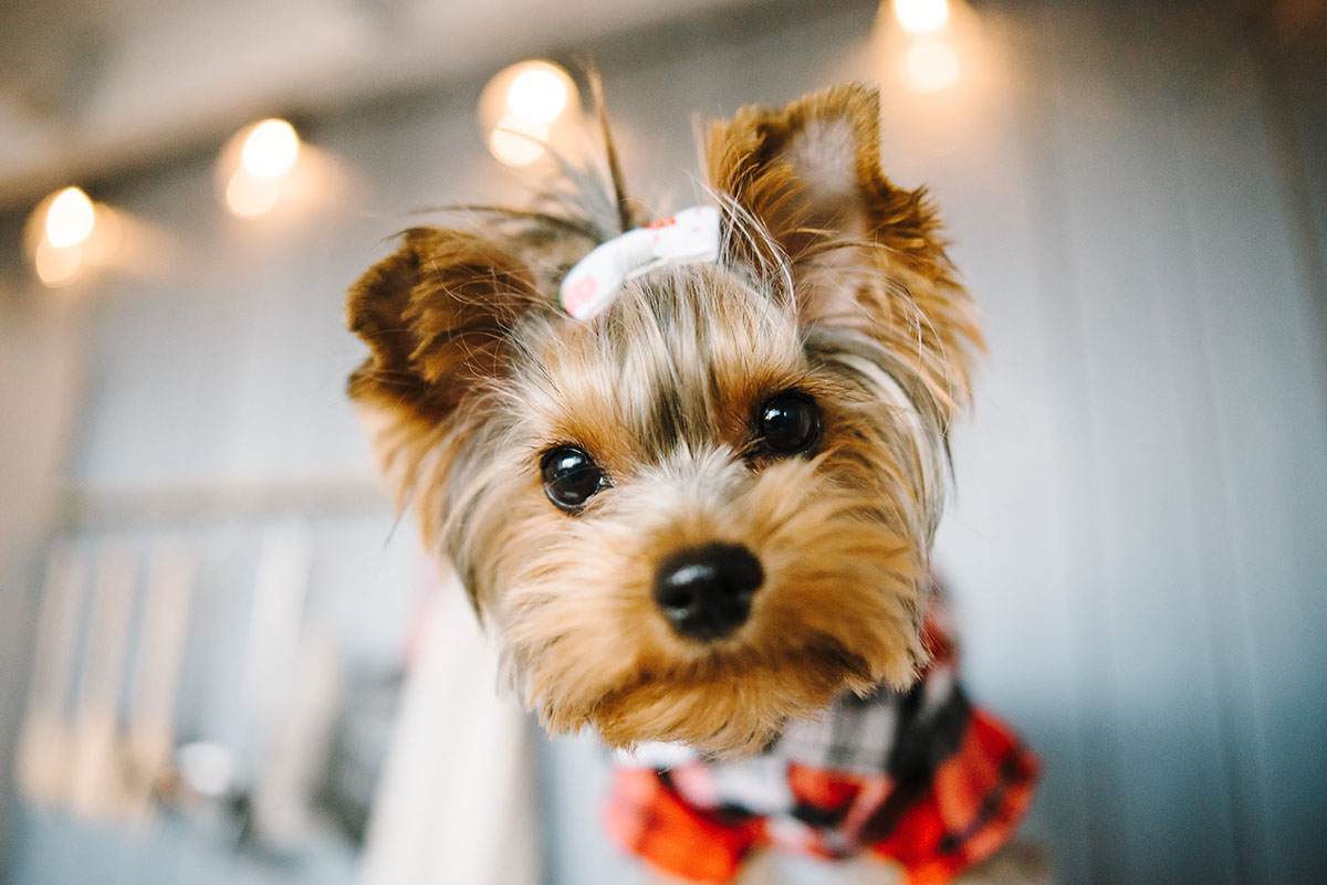 Elevage de Yorkshire Terrier