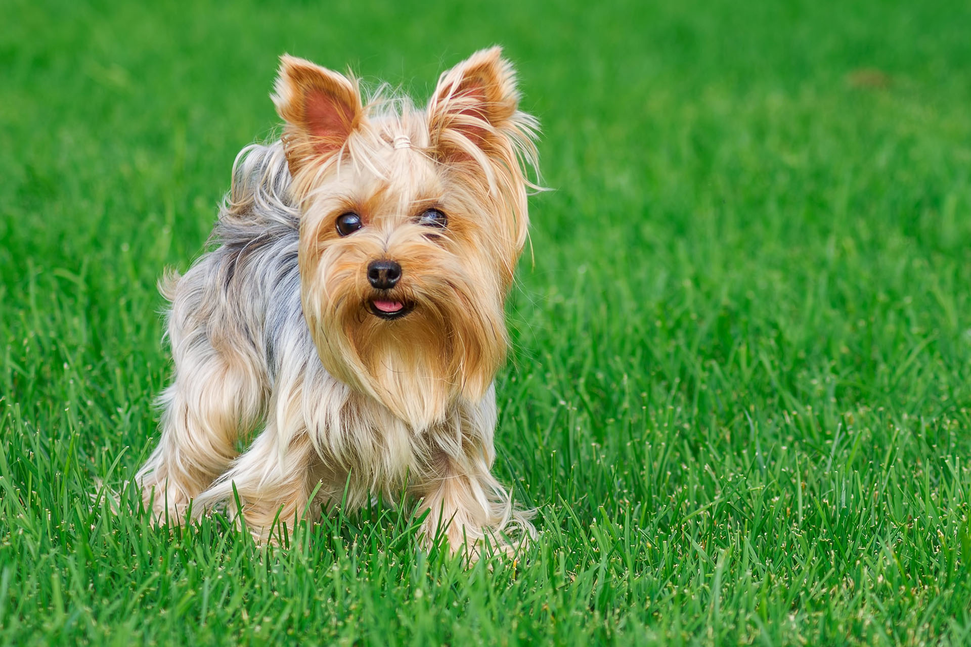Elevage de Yorkshire Terrier