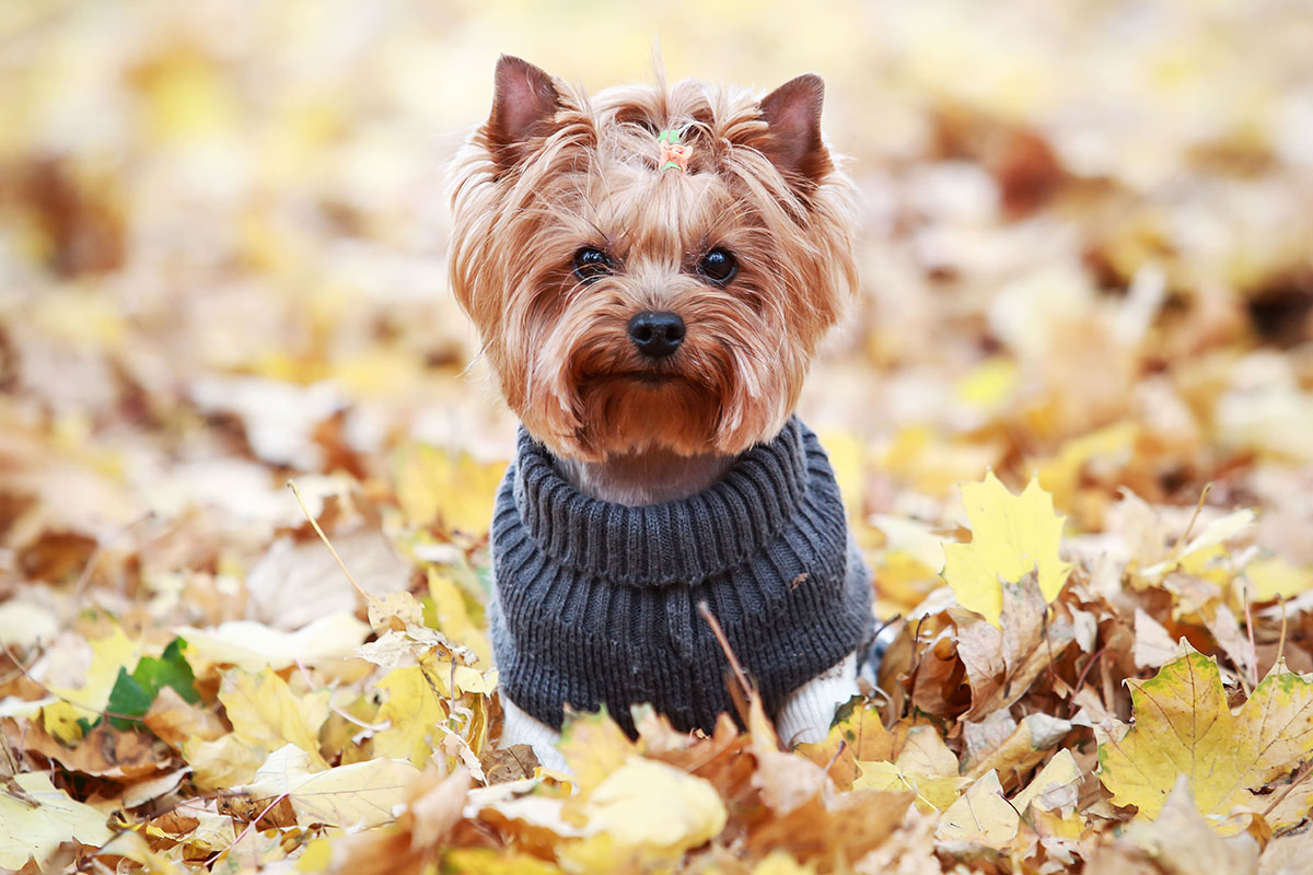 Elevage de Yorkshire Terrier