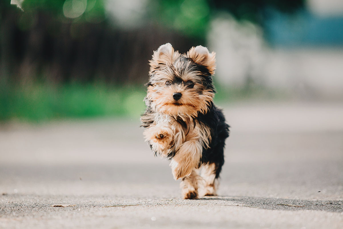 Elevage de Yorkshire Terrier