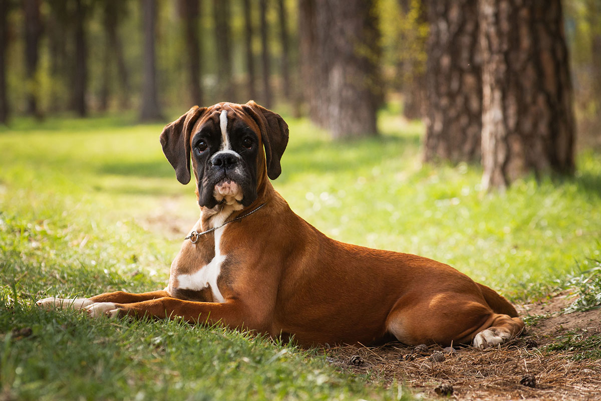Elevage de Boxer