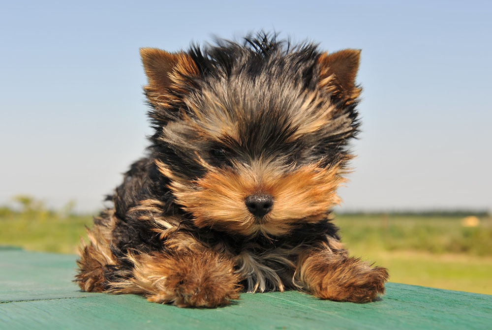 Elevage de Yorkshire Terrier