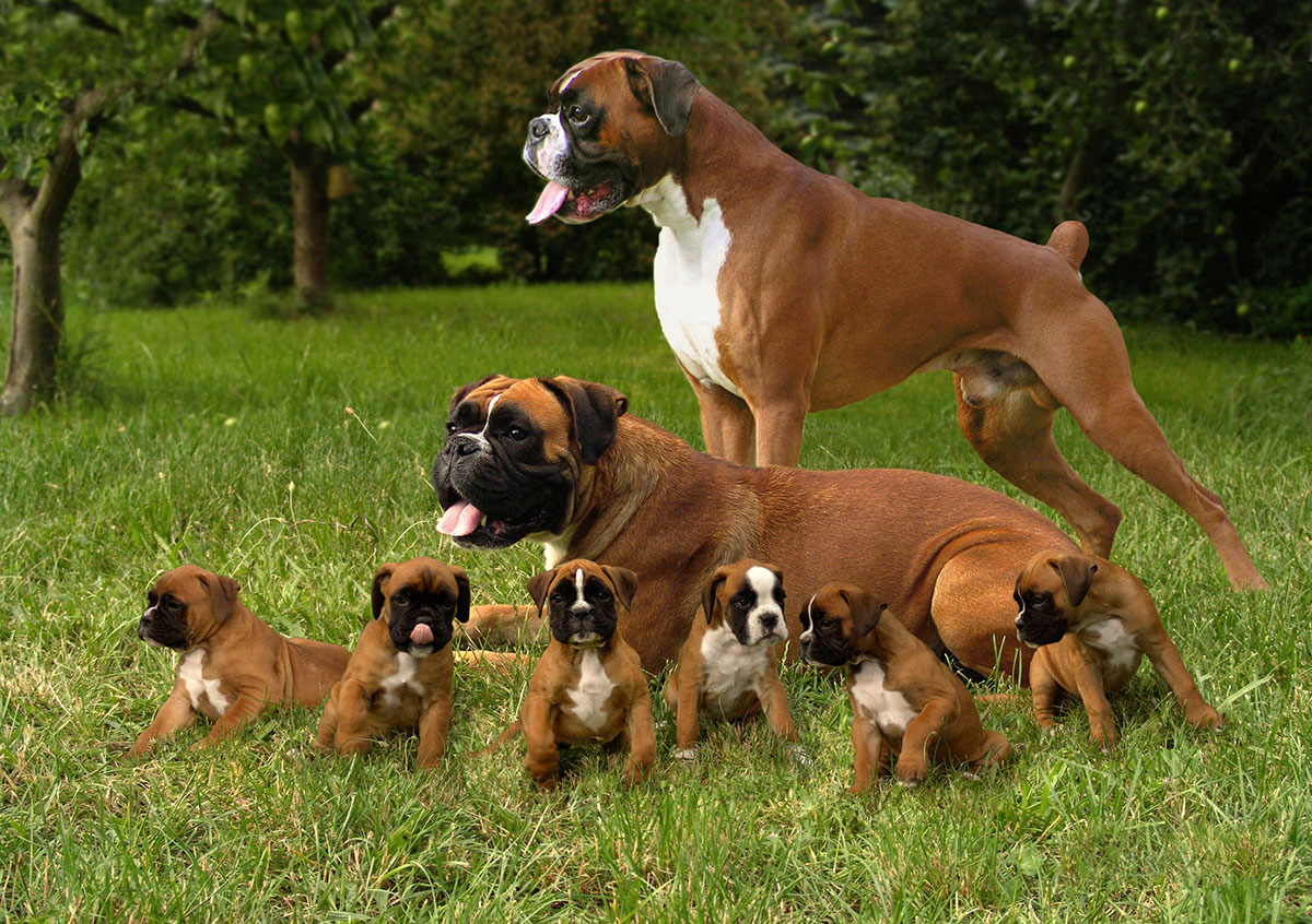 Elevage de Boxer